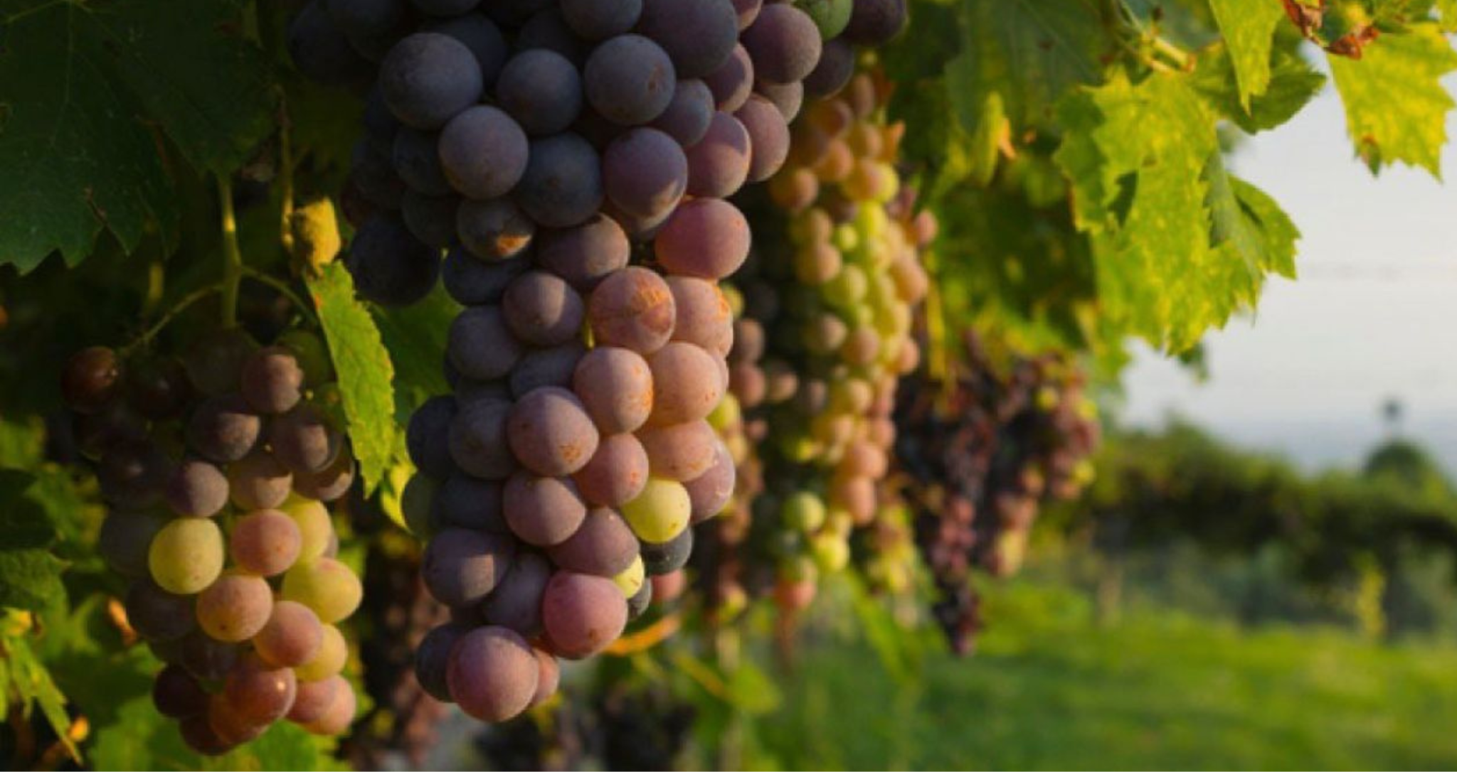 Vino IT